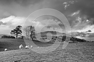 Green fields in the English countryside with grazing sheep. England