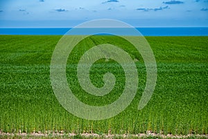 Green fields of flax linen plants in agricultural Pays de Caux, Normandy, France