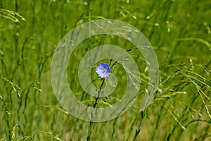 Green fields of flax linen plants in agricultural Pays de Caux, Normandy, France