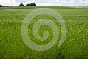 Green fields of flax linen plants in agricultural Pays de Caux, Normandy, France