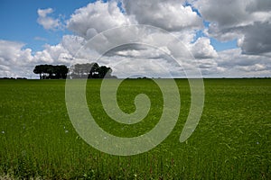 Green fields of flax linen plants in agricultural Pays de Caux, Normandy, France