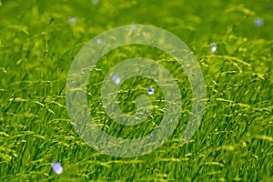 Green fields of flax linen plants in agricultural Pays de Caux, Normandy, France