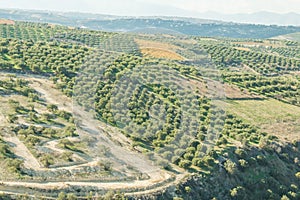 Green fields full of olive trees. Crete, Greece, Europe Olive trees in fields.