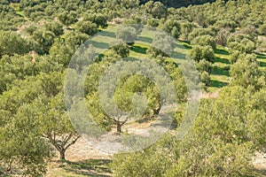 Green fields full of olive trees. Crete, Greece, Europe Olive trees in fields.