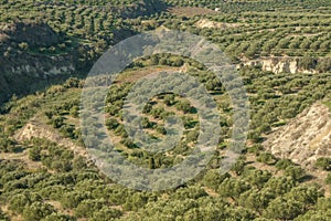 Green fields full of olive trees. Crete, Greece, Europe Olive trees in fields.