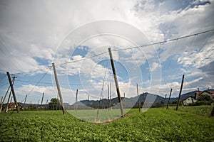 Green fields of hops