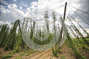 Green fields of hops