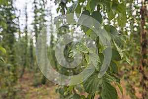 Green fields of hops