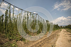 Green fields of hops