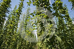 Green fields of hops