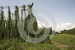 Green fields of hops