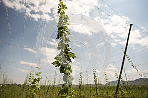 Green fields of hops