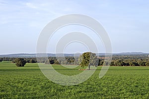 Green fields landscape in Campo de Montiel, Spain photo