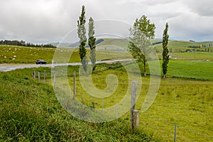 Green fields with a lot of sheep along the Geraldine-Fairlie Highway