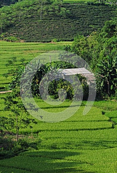 Green fields at Meovac town in Hagiang, Vietnam