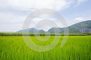 Green fields and mountains