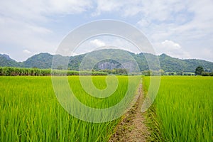 Green fields and mountains