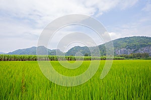 Green fields and mountains