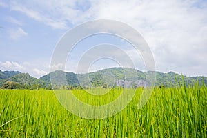 Green fields and mountains