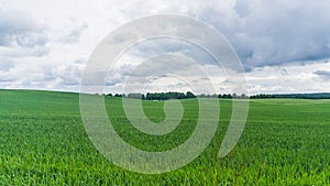 Green fields near Benzin in Mecklenburg with forest in background photo