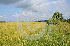 Green fields od wheat and grass with blue sky
