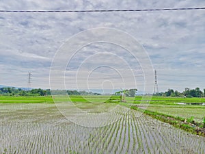 Green fields rice field with mudflats countryside with clouds and sky view