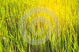 Green fields,Rice field in Thailand