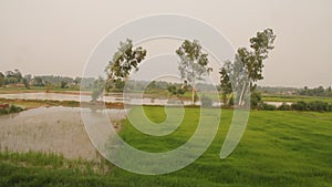 Green fields in rural area of Punjab, Pakistan