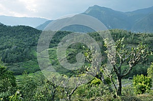 Green fields Green fields in the spring.