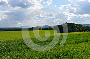 Green fields summer sun nature plants forest germany