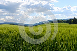 Green fields summer sun nature plants forest germany