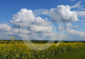 Green fields summer sun nature plants forest germany