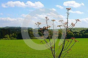 Green fields summer sun nature plants forest germany