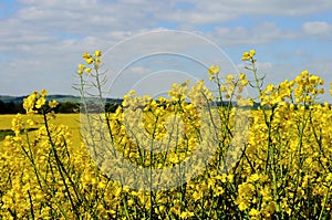 Green fields summer sun nature plants forest germany