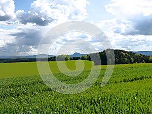 Green fields summer sun nature plants forest germany