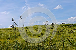 Green fields summer sun nature plants forest germany