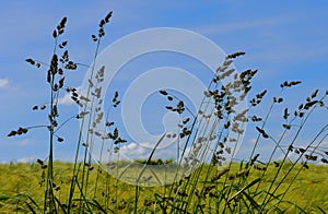 Green fields summer sun nature plants forest germany
