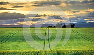 Green fields at sunset in Provence