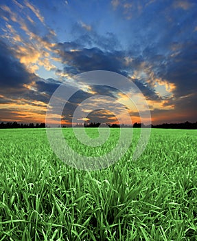 Green fields with sunset sky