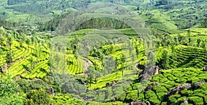 Green fields of tea garden plantations on the hills landscape, Munnar, Kerala, south India