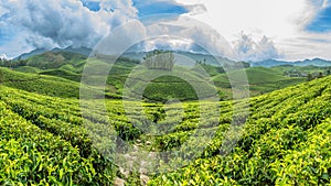 Green fields of tea plantations on the hills landscape, Munnar, Kerala, south India