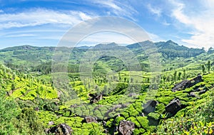 Green fields of tea plantations on the hills landscape, Munnar, Kerala, south India