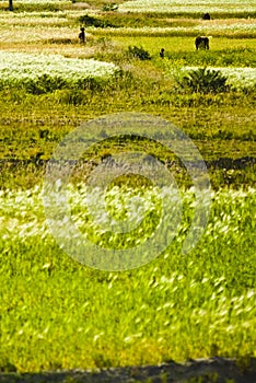 Green fields in Tibet