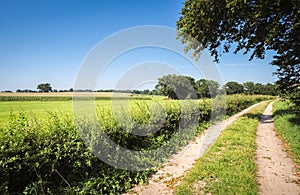 Green fields and a tree near Delden Overijssel, The Netherlands