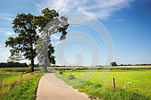Green fields and a tree near Delden Overijssel, The Netherlands
