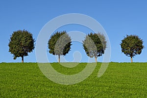 Green fields and trees