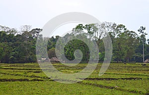 Green Fields, Trees, and Distant Tribal Huts - A Landscape at Baratang island, Andaman Nicobar, India