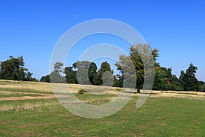 The green fields and trees under a beautiful blue sky