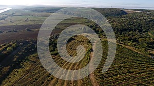 Green fields and vineyards, aerial view from drone