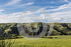 Green fields wheat Basilicata - Italy